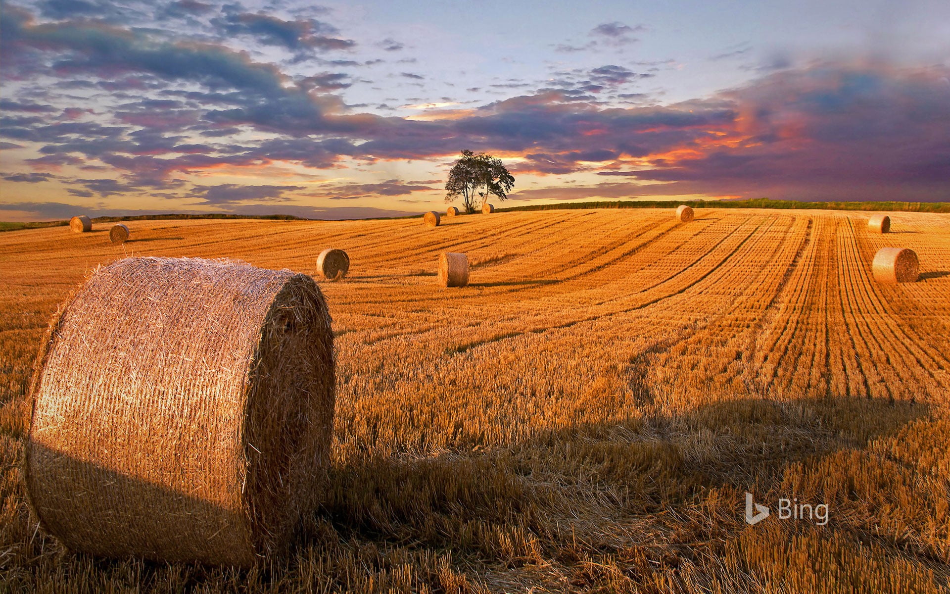 hay (grass)