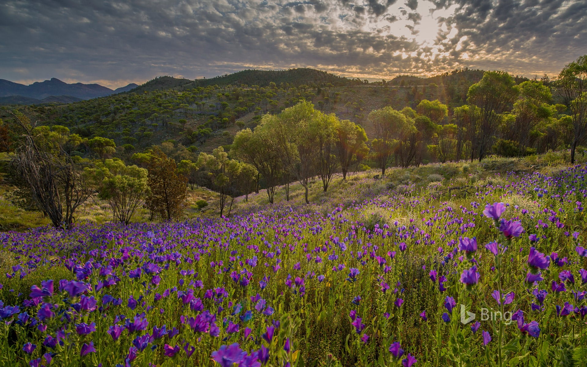 Ikara-Flinders Ranges National Park Springing back to it
