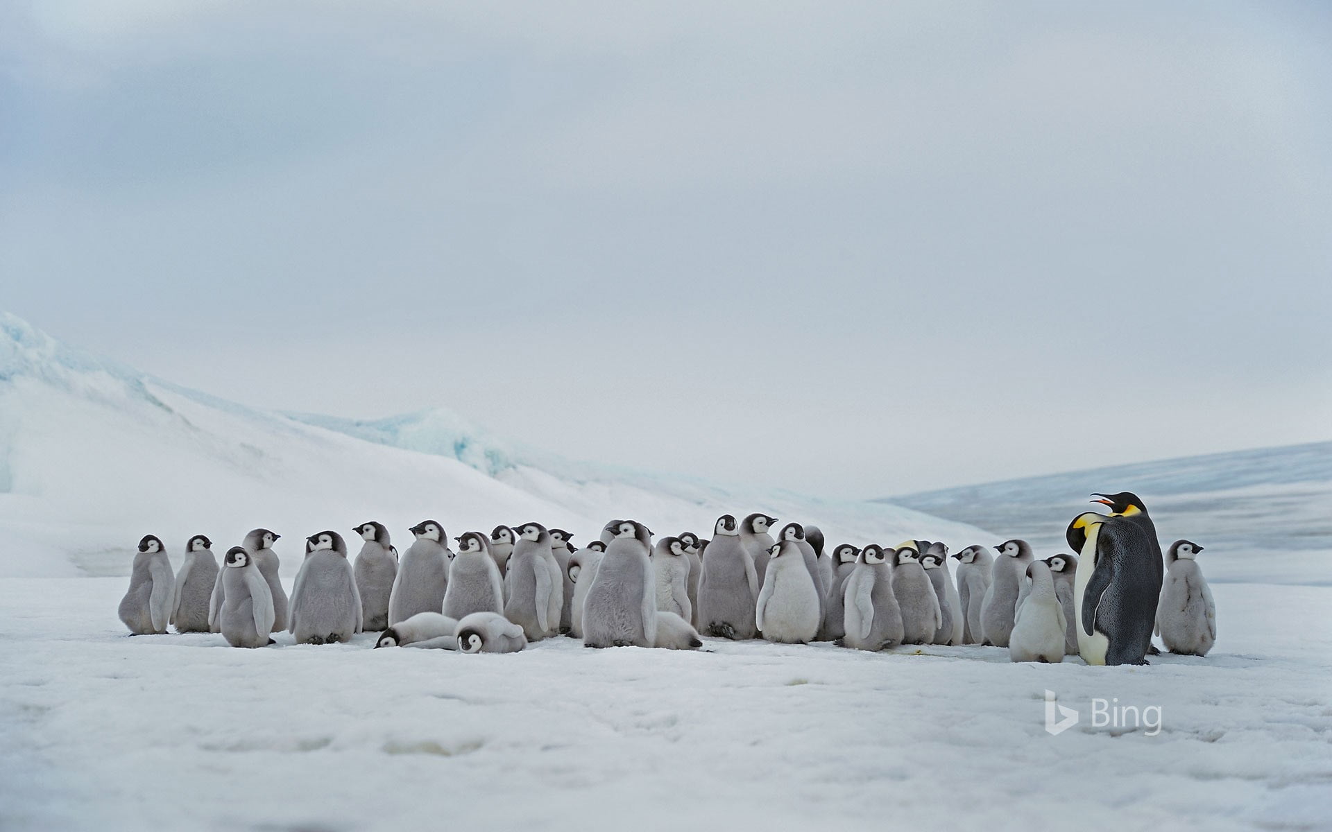Emperor penguins
