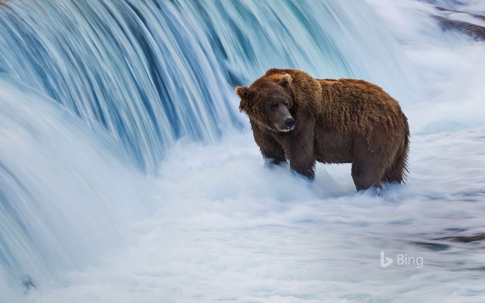 In USA's Katmai National Park, the 'swelling' is in progress. Earthy colored bears like our landing page companion are building up for the long winter, gathering at Brooks Falls to devour moving salmon. The base of the falls makes for a prime fishing spot, as it makes a brief obstruction to salmon relocating upstream. This makes the fish generally obvious targets for hungry bears, who can make up for lost time to 30 salmon daily. This yearly gala draws in several spectators to the recreation center and a lot more on the web, where watchers can see the exhibition through live feeds. During Fat Bear Week, the general population is welcome to decide in favor of the bears that seem to pack on the most pounds. Look out for a year ago's champ—a bear named Holly portrayed as 'the shape and shade of a toasted marshmallow.'