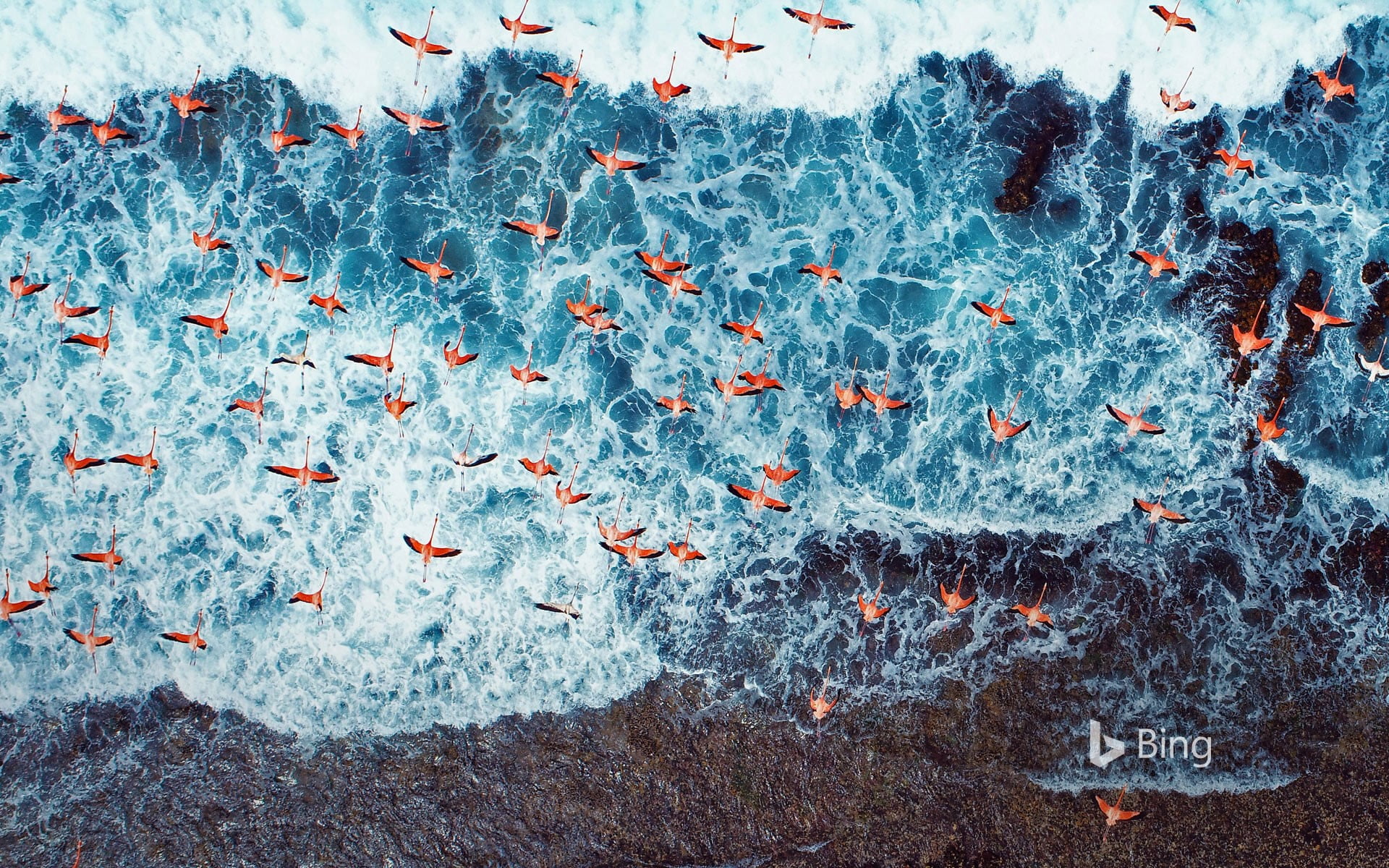 american flamingo