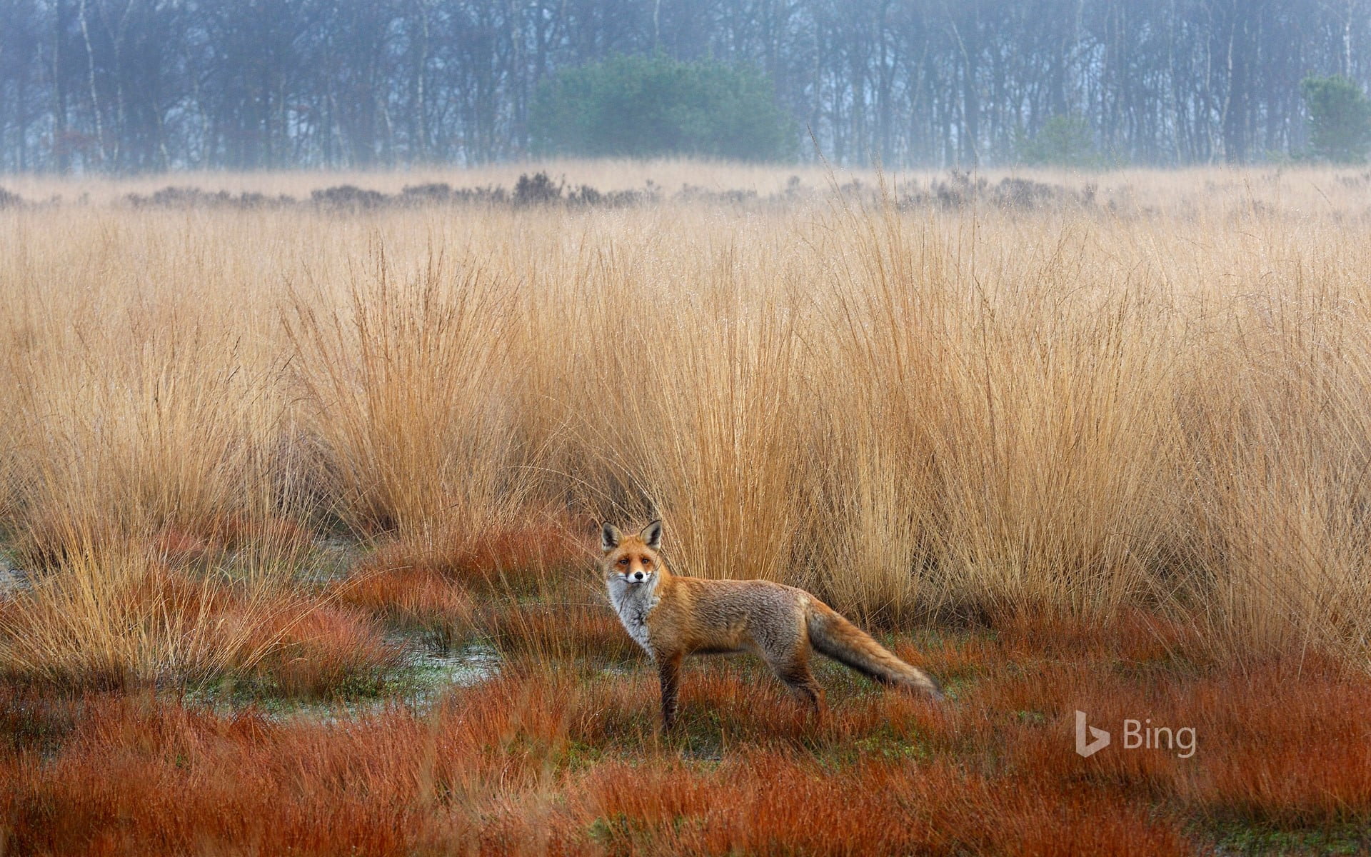 Red Fox in Netherlands