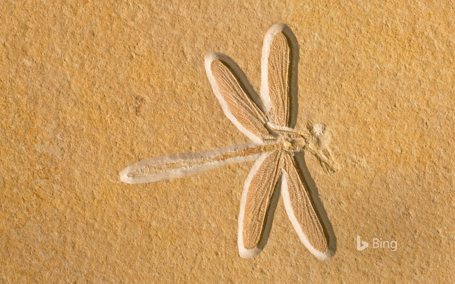 National fossil day