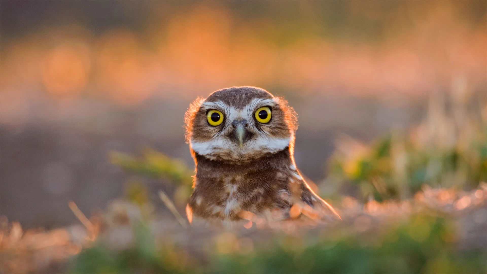 burrowing owl : Here’s looking at you