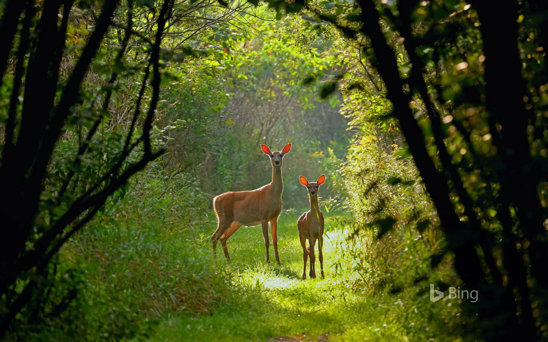 White tailed deer : Into the woods