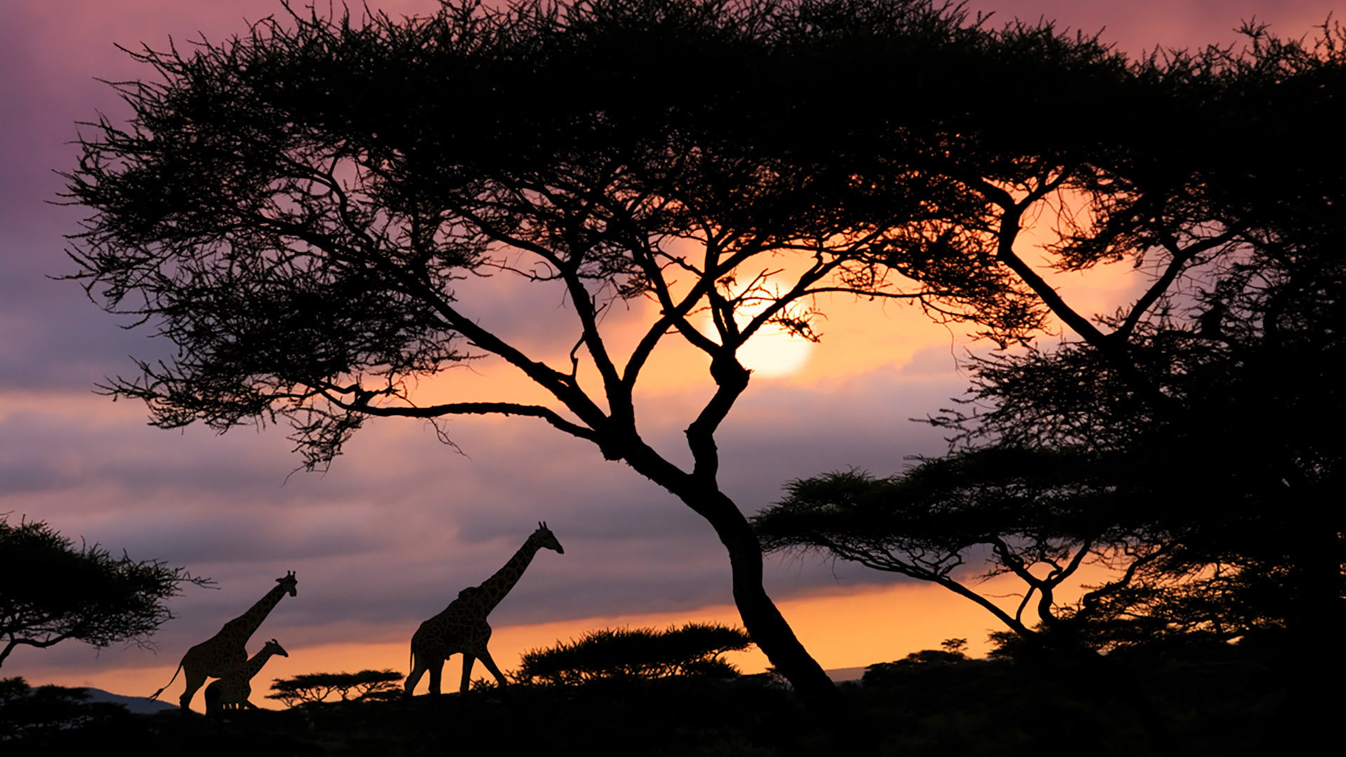 Giraffes in Serengeti National Park, Tanzania : Windows Lock screen