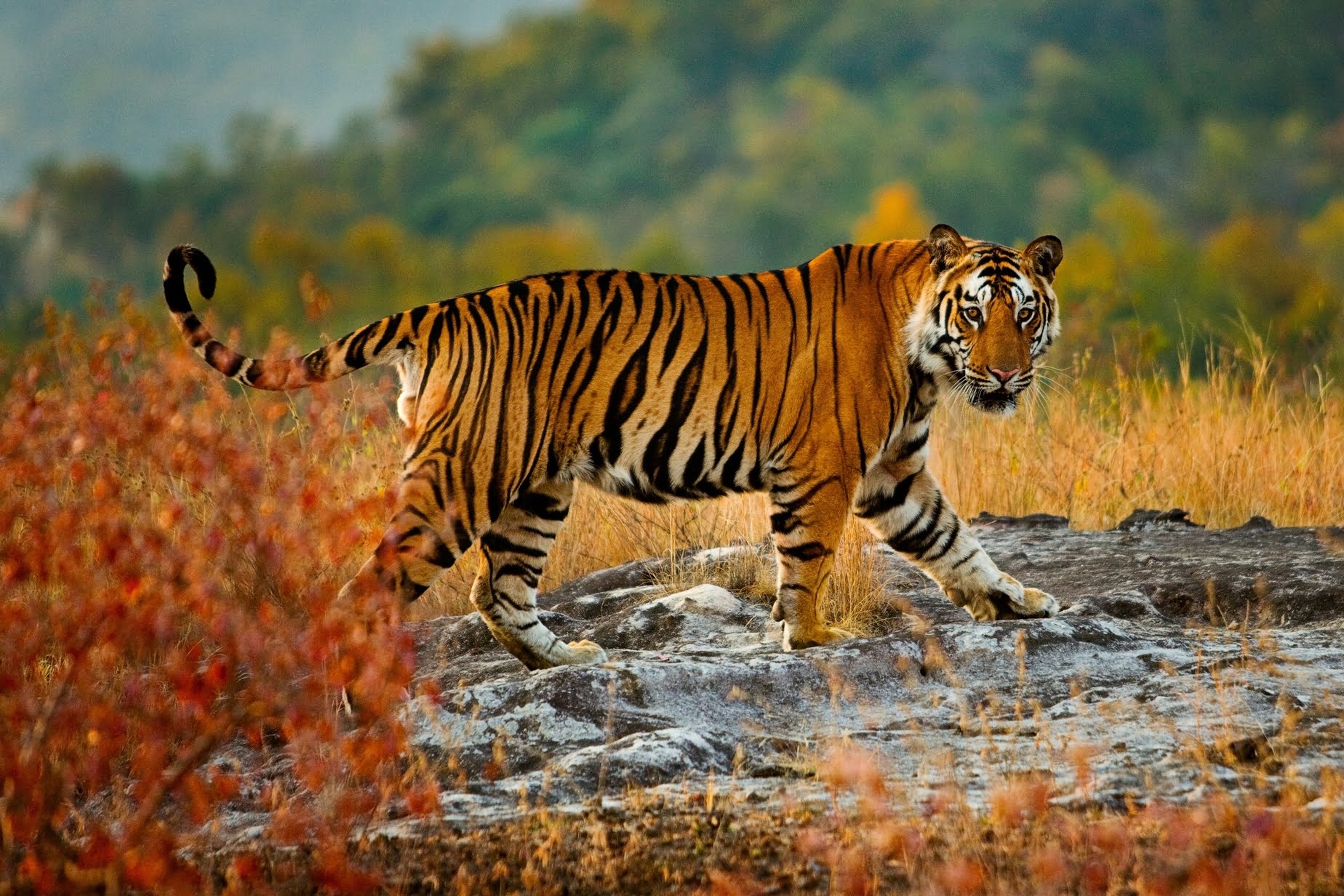 world tiger day  tiger bandhavgarh national park madhya pradesh